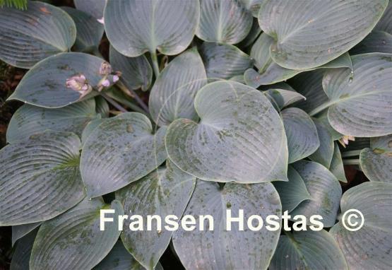 Hosta Dorset Flair